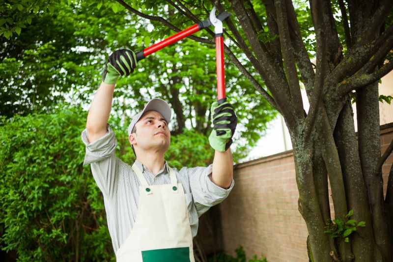 Local Apple Tree Trimming pros at work