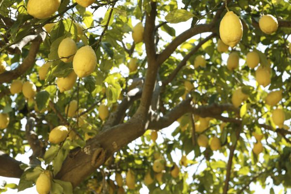 Lemon Tree Pruning
