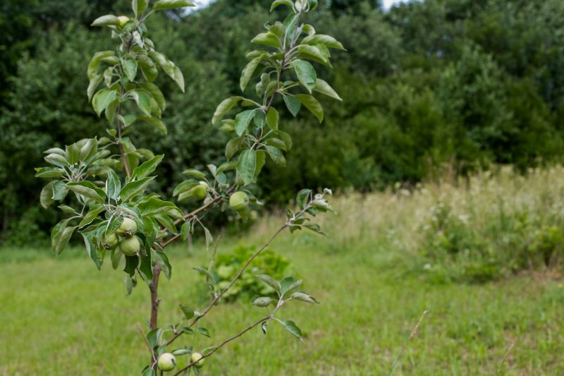 Healthy Apple Tree Canopy
