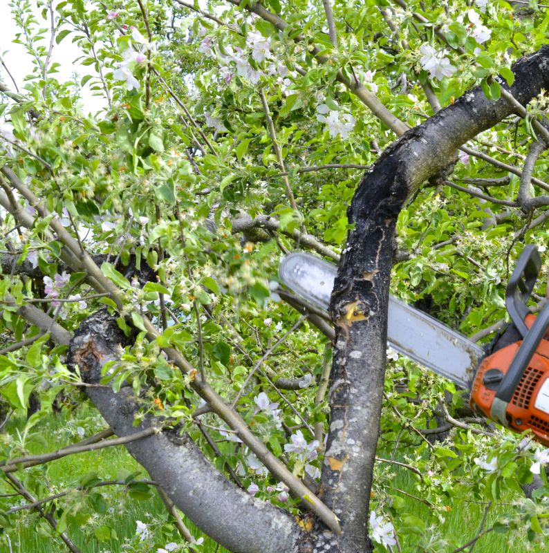 Apple Tree Branch Removal