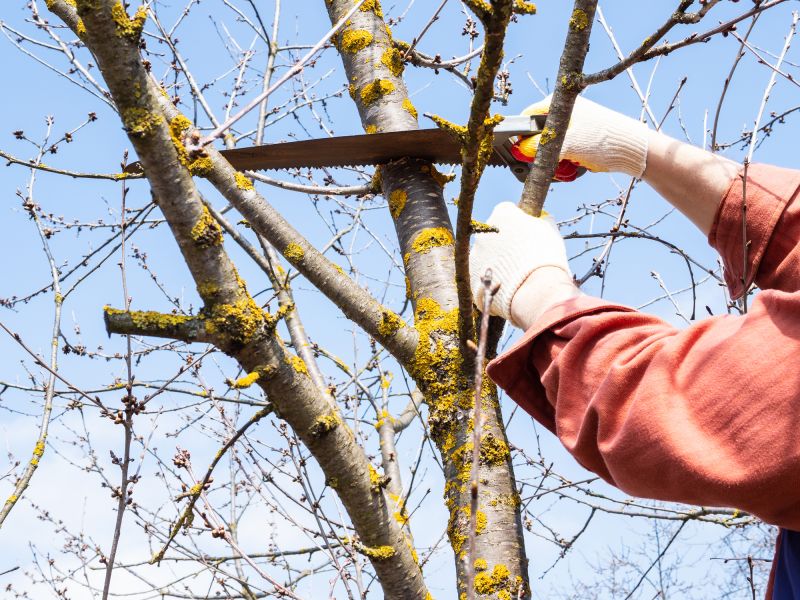 Young Tree Trimming