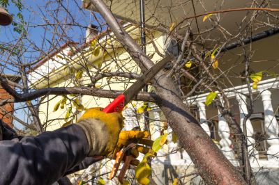 Local Tree Service Companies